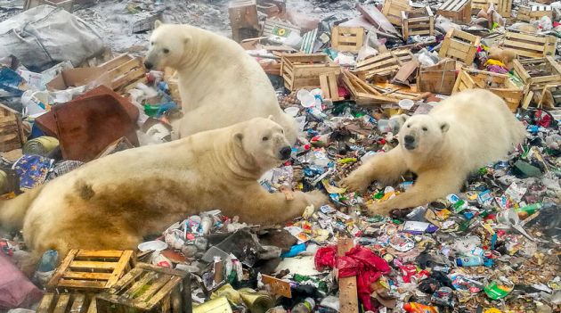 Notícias Conheças os animais que têm mais chances de sobreviver às