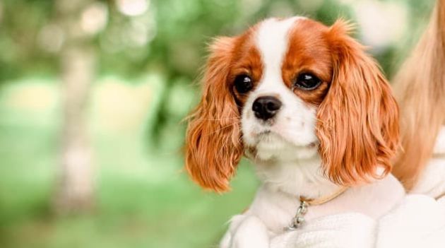 Curiosidades da mídia sobre o Cavalier King Charles Spaniel