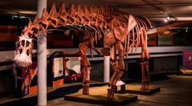 Dinossauro gigante inédito é descoberto na Austrália