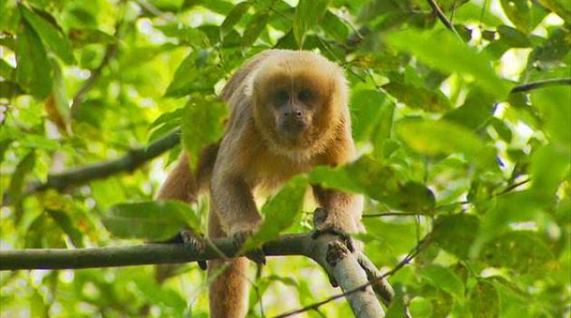 Descrita nova espécie de macaco que só existe na Amazônia