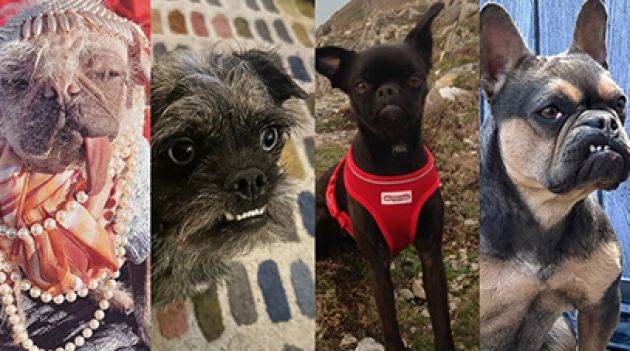 Competição do cachorro mais feio do mundo está com inscrições abertas para  2023